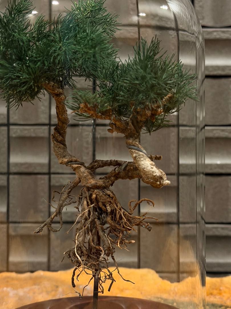 ドライアート盆栽｜ガラスドーム入り｜管理不要｜観賞用盆栽 - メルカリ