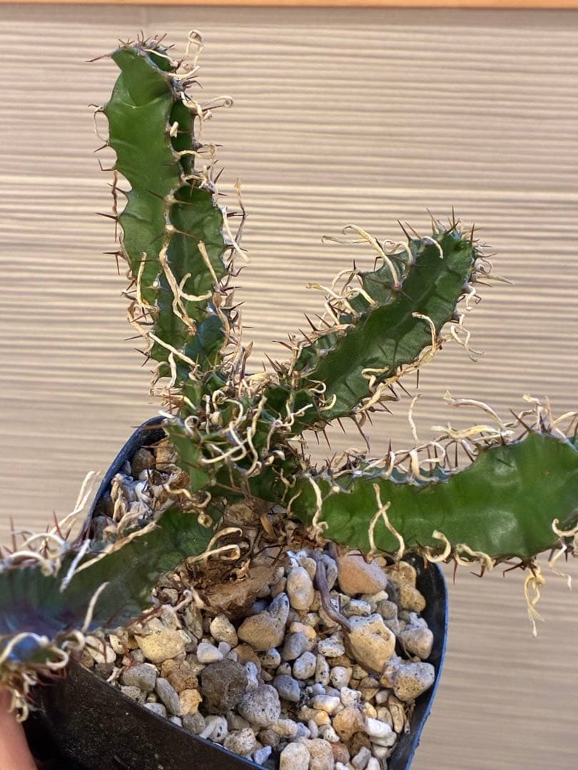 ユーフォルビア　ムランジーナ