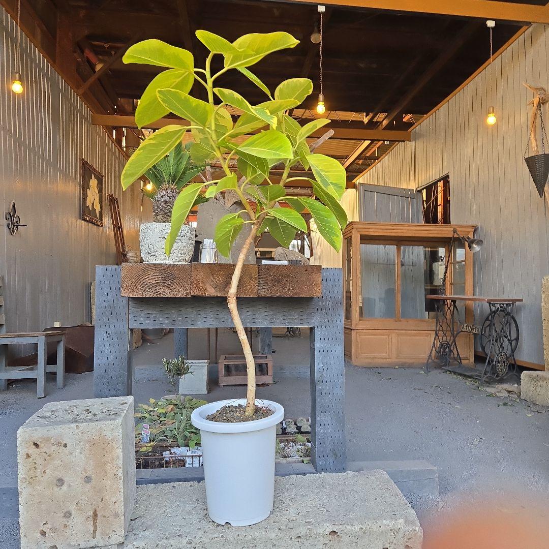 ⑥　フィカス　アルテシマ　曲がり仕立て８号　最高等級