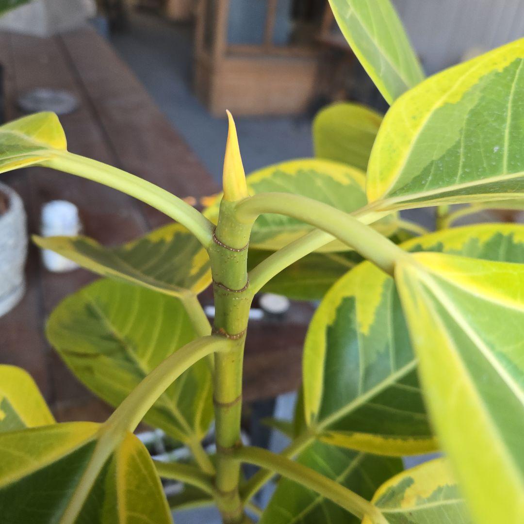 ⑥　フィカス　アルテシマ　曲がり仕立て８号　最高等級