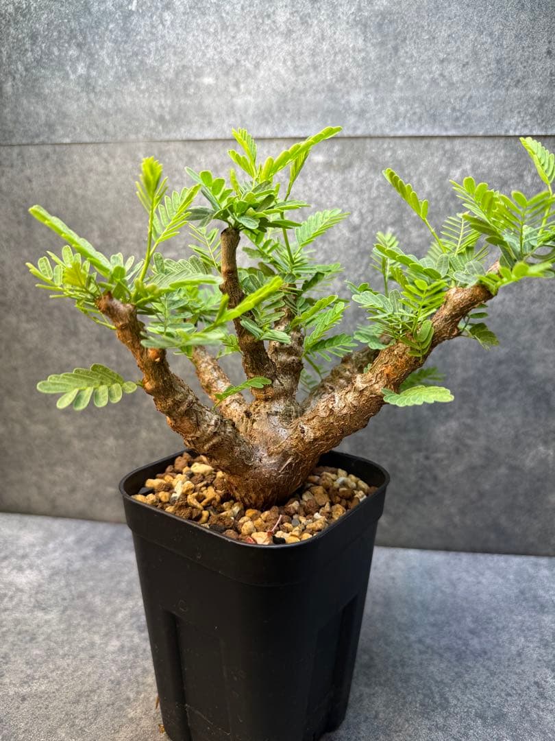 センナ　メリディオナリス　海外実生　発根済み　421