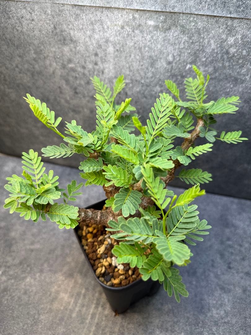 センナ　メリディオナリス　海外実生　発根済み　421