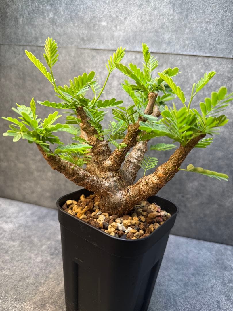 センナ　メリディオナリス　海外実生　発根済み　421