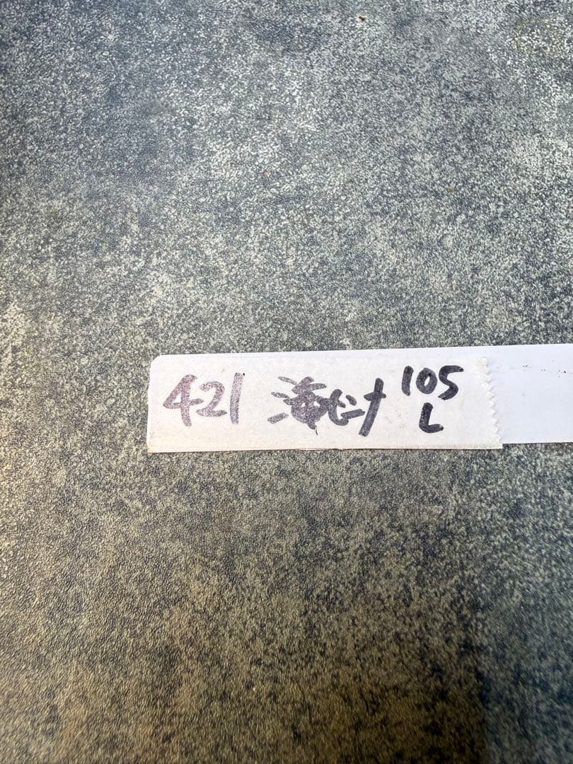 センナ　メリディオナリス　海外実生　発根済み　421