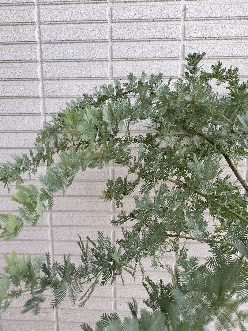 ミモザアカシア 樹高100cm