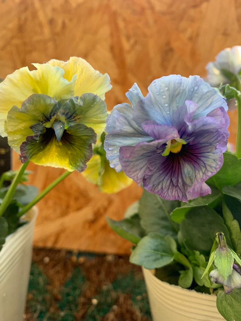 R*U様 \"和\" wa 2苗セット