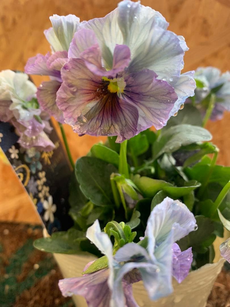 R*U様 \"和\" wa 2苗セット