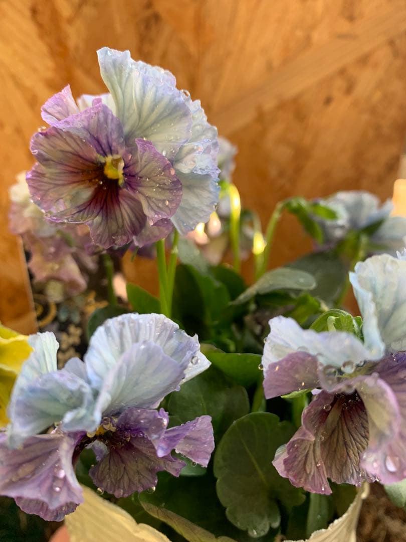 R*U様 \"和\" wa 2苗セット