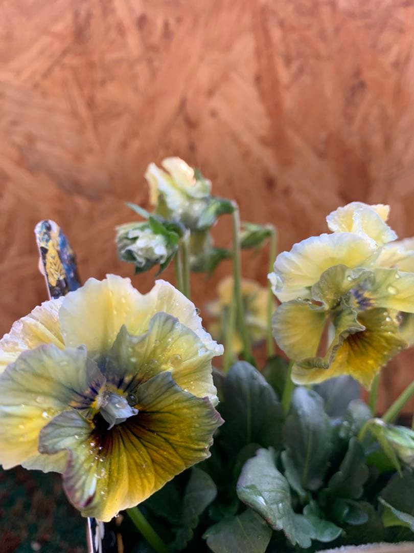 R*U様 \"和\" wa 2苗セット