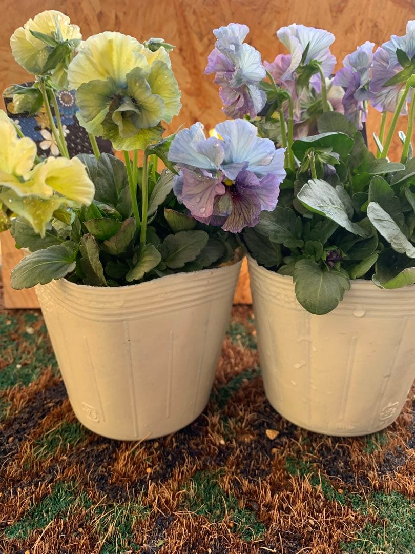 R*U様 \"和\" wa 2苗セット