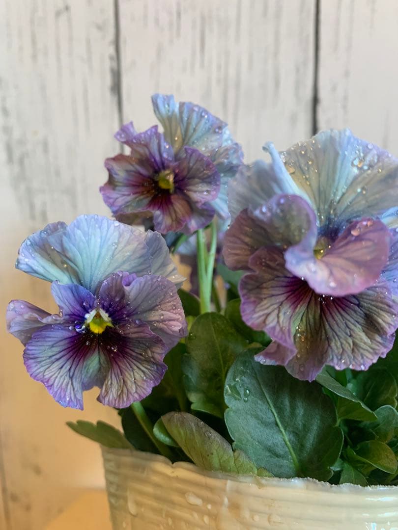 R*U様 \"和\" wa 2苗セット