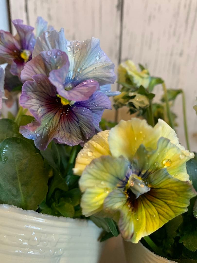 R*U様 \"和\" wa 2苗セット