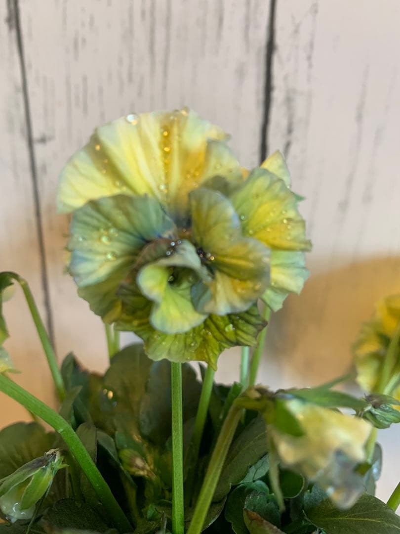 R*U様 \"和\" wa 2苗セット