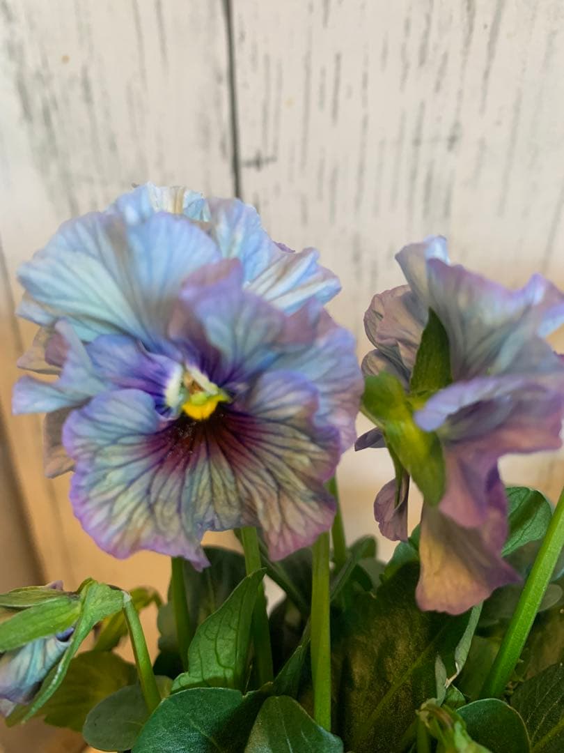 R*U様 \"和\" wa 2苗セット