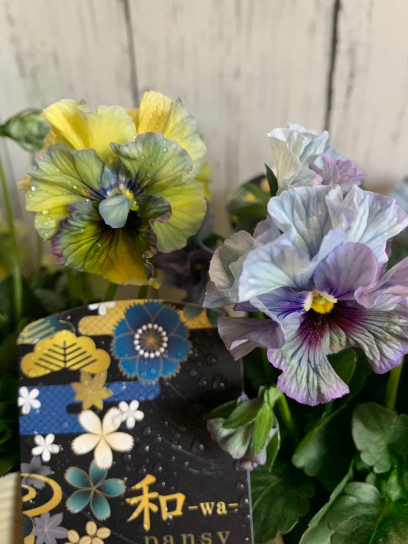 R*U様 \"和\" wa 2苗セット