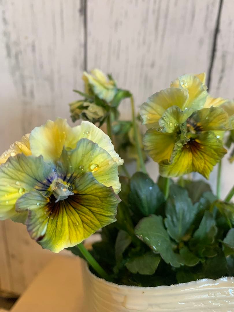 R*U様 \"和\" wa 2苗セット