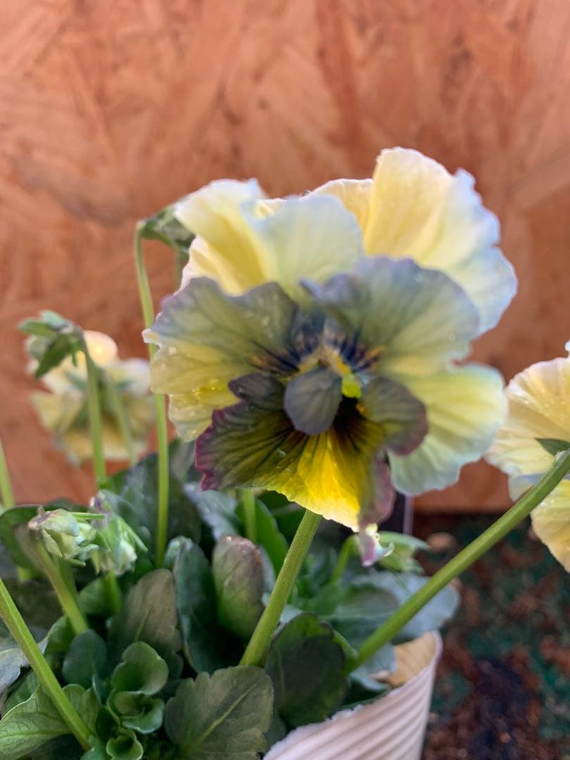 R*U様 \"和\" wa 2苗セット