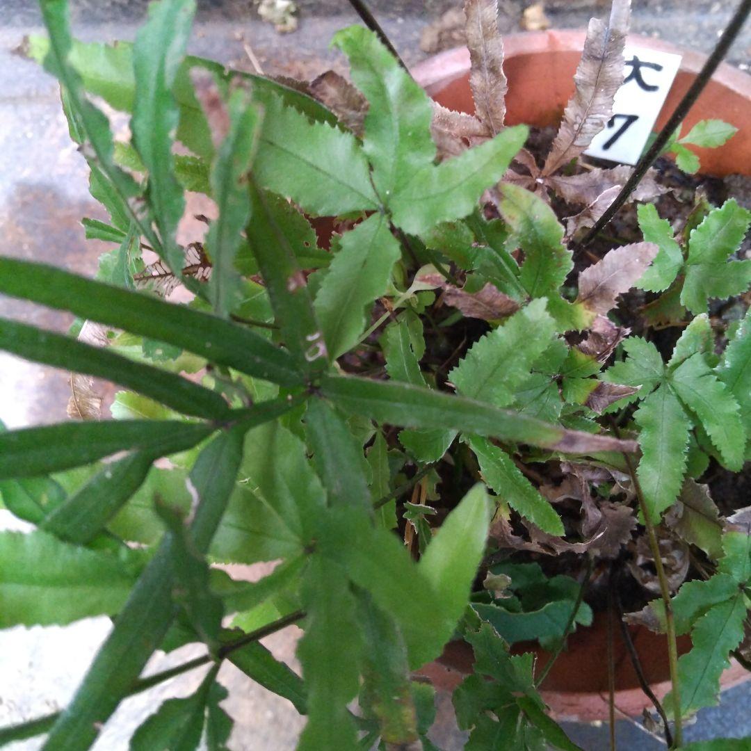 ワケアリ 大⑦ 品種不明シダ