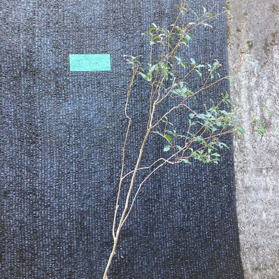 山採り アセビ 馬酔木 約180センチ - メルカリ