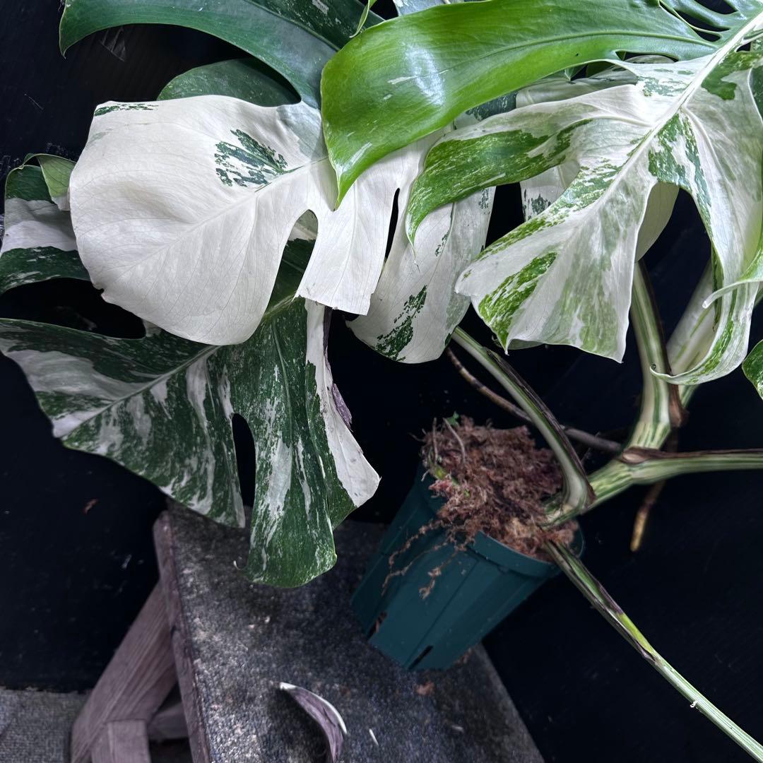 斑入りモンステラ ホワイトタイガー極美大株56cm白斑多 - メルカリ