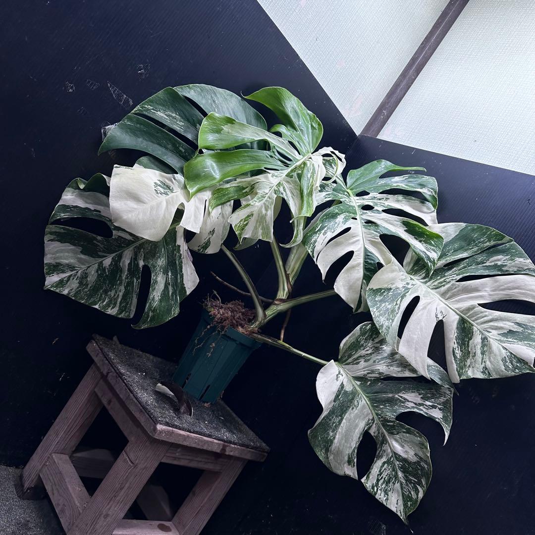 斑入りモンステラ ホワイトタイガー極美大株56cm白斑多 - メルカリ