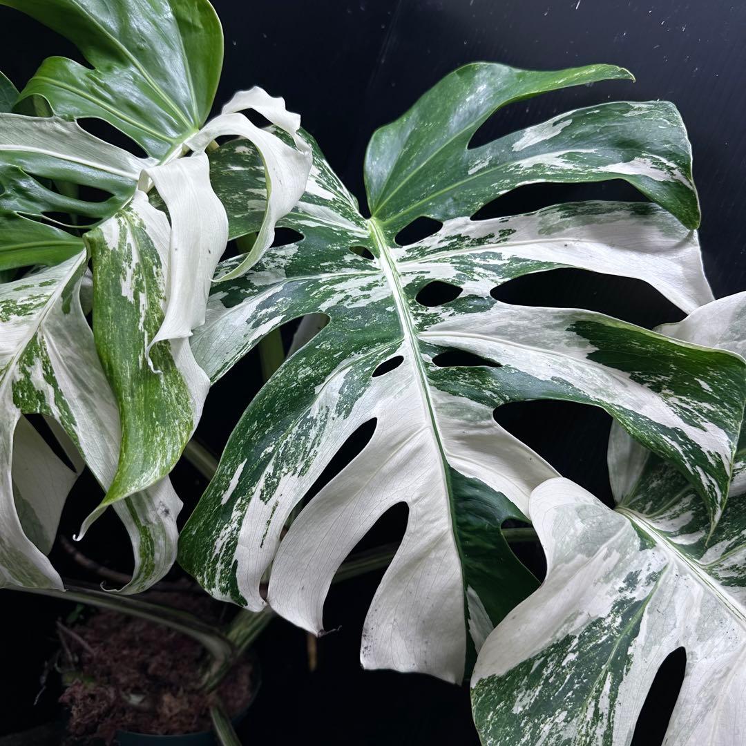 斑入りモンステラ ホワイトタイガー極美大株56cm白斑多 - メルカリ