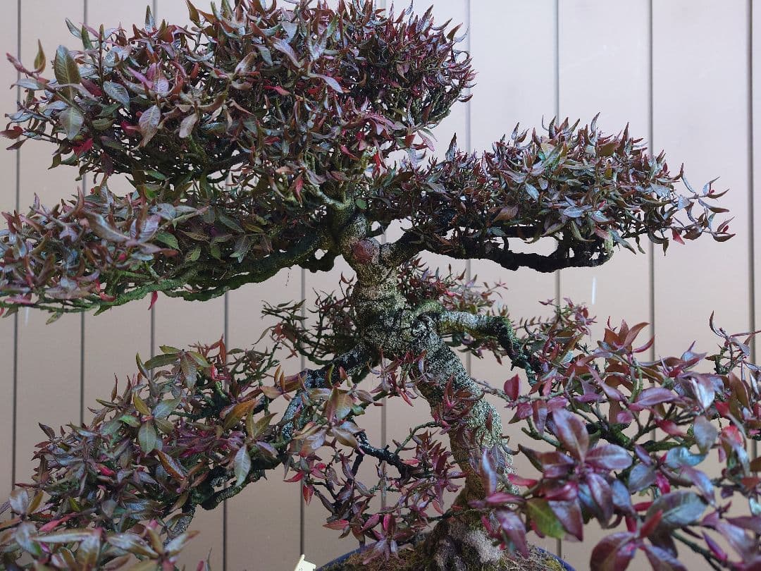 盆栽　縮緬葛　樹高52cm 鉢・鴻陽