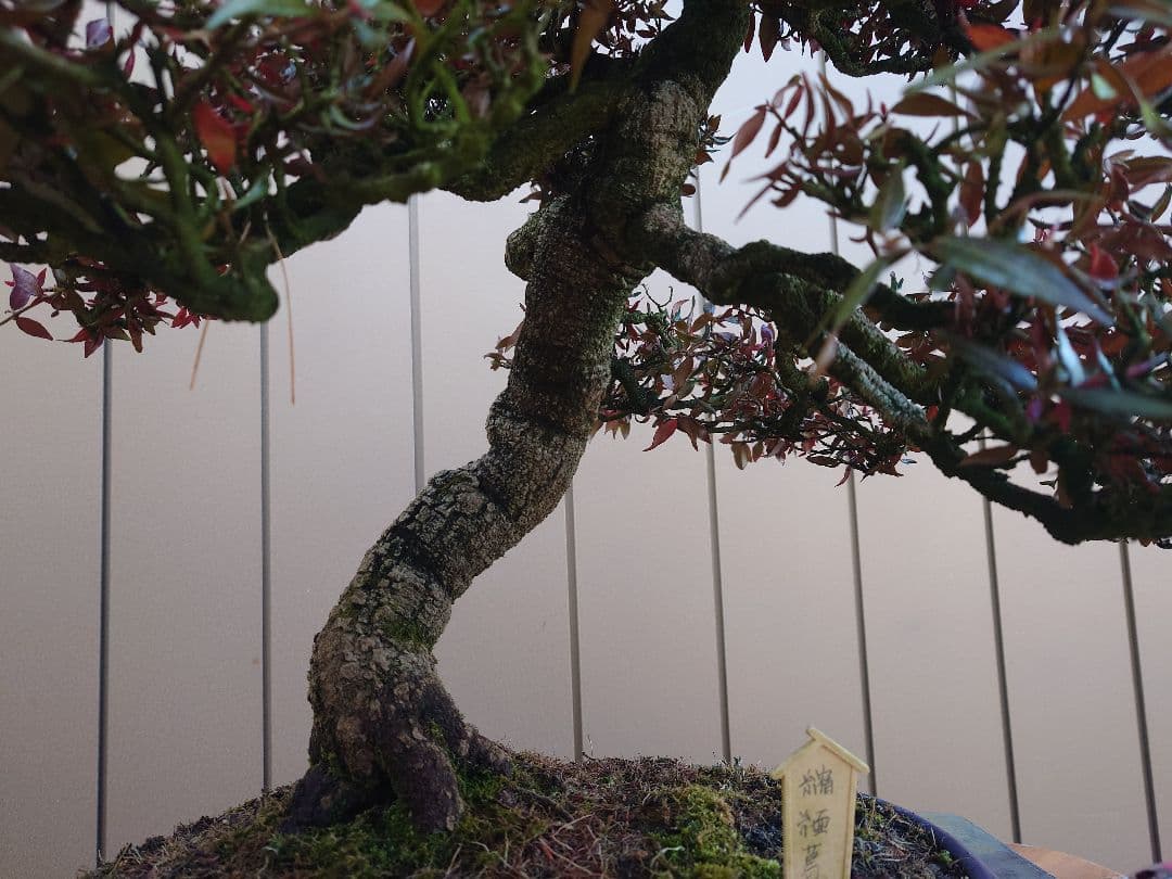 盆栽　縮緬葛　樹高52cm 鉢・鴻陽