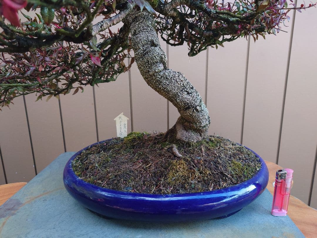 盆栽　縮緬葛　樹高52cm 鉢・鴻陽