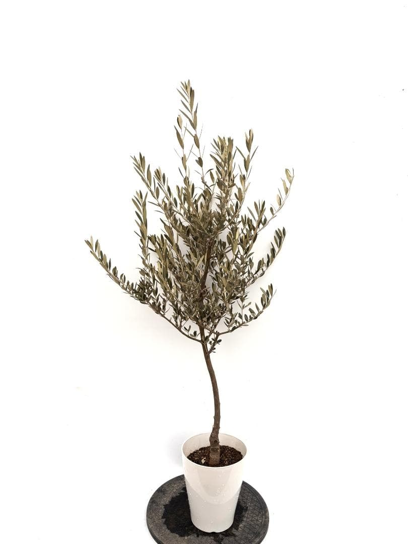 オリーブの木　セントキャサリン　7号　約130cm　K-342　希少　現品掲載