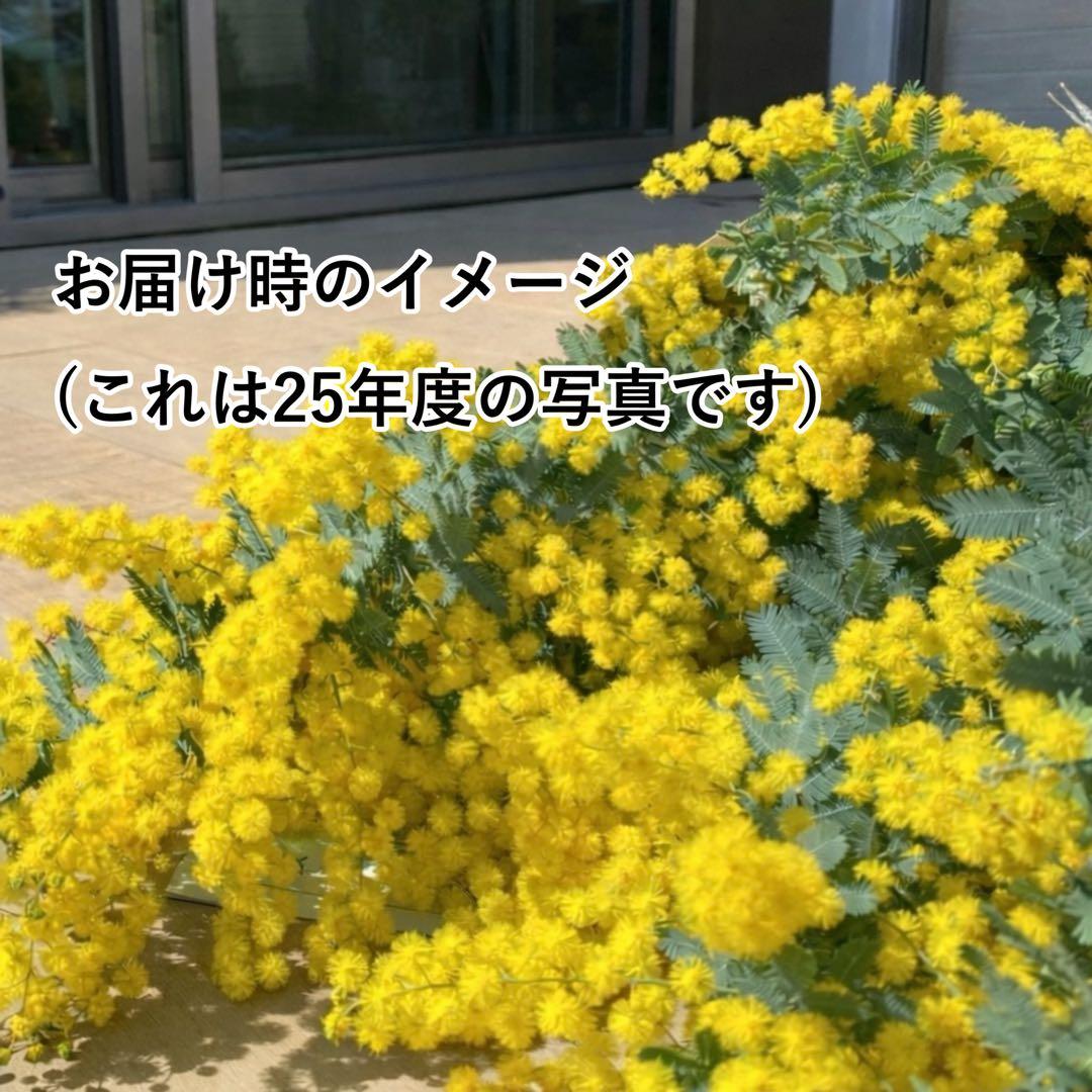 予約枠】満開で発送 神奈川産 フレッシュミモザ 切花100サイズ 箱