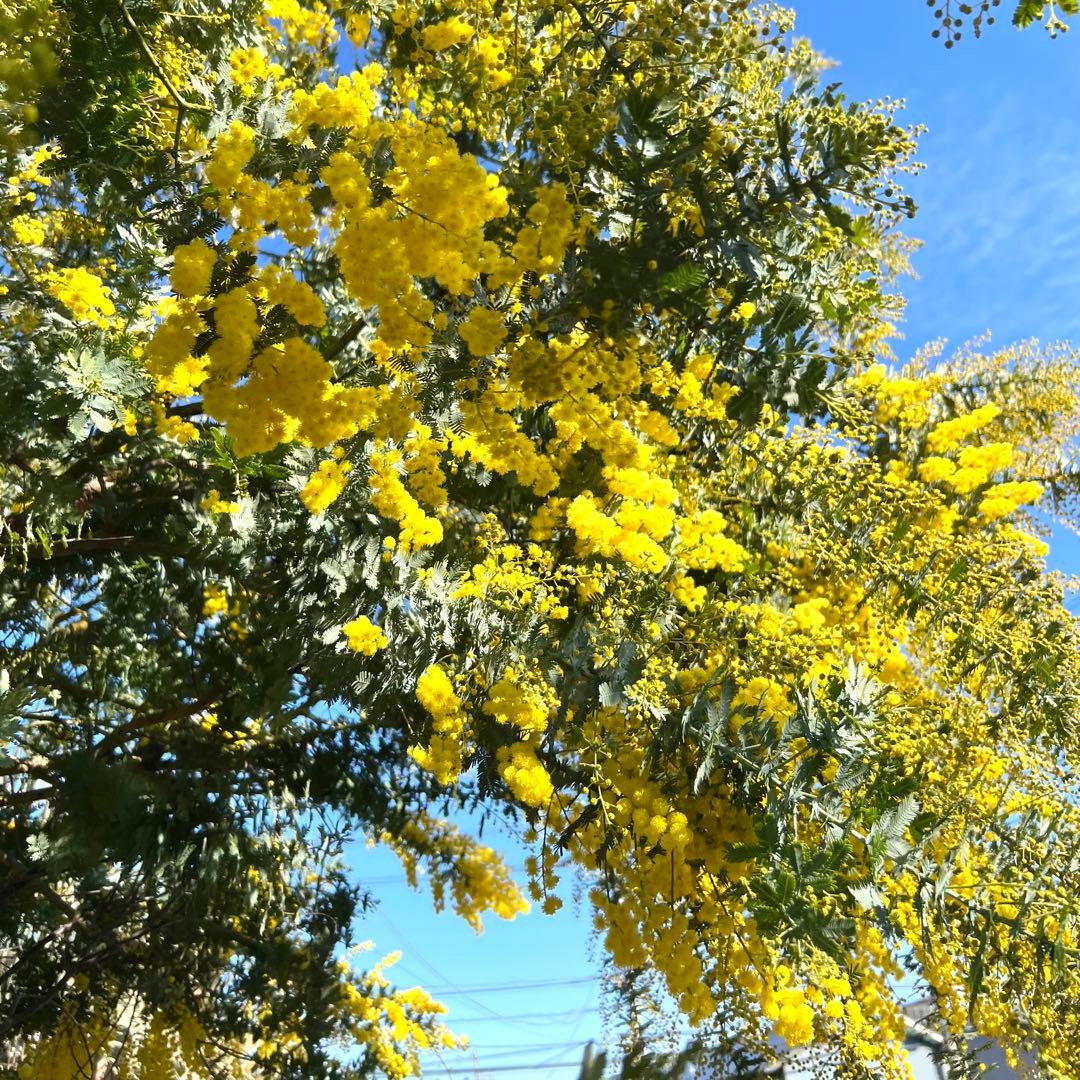 予約枠】満開で発送 神奈川産 フレッシュミモザ 切花100サイズ 箱