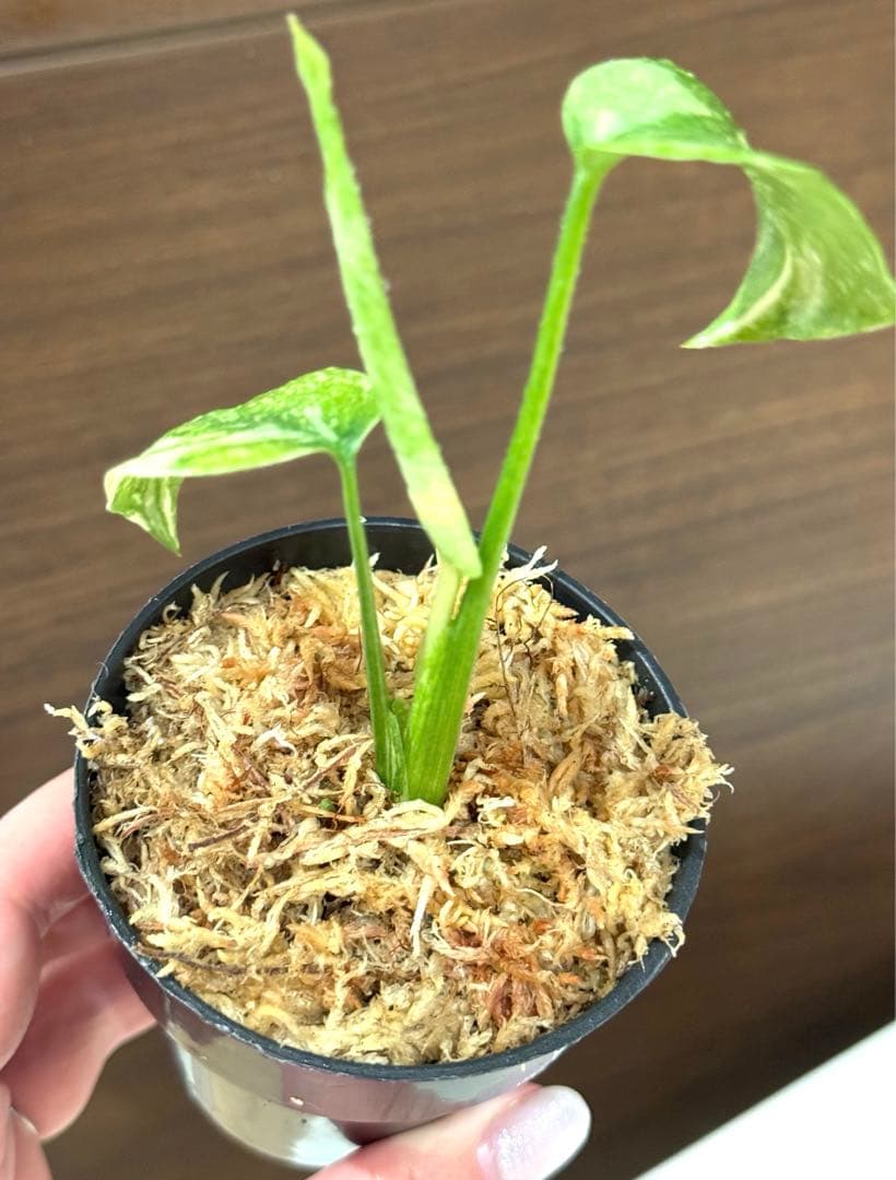 超希少】Monstera Legacy Variegata レガシー 発根済み - メルカリ