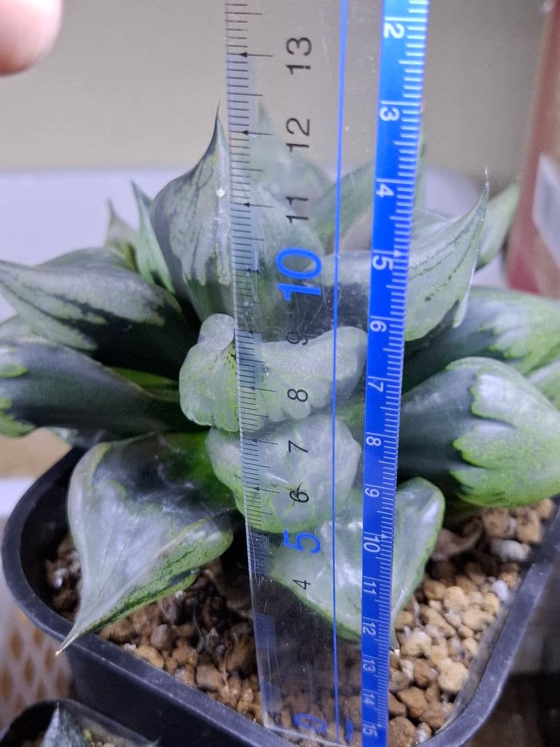 ハオルチア裏般若 徳大！ 検索用…コンプト、オブツーサ、錦、コレクタ、