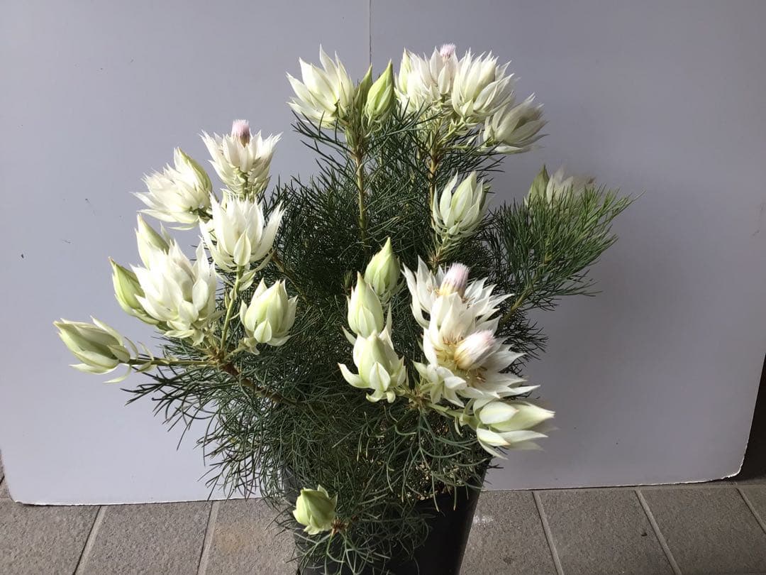 ①幹が太くしっかり根が張ってる特選品‼︎ セルリア・ブラッシングブライト