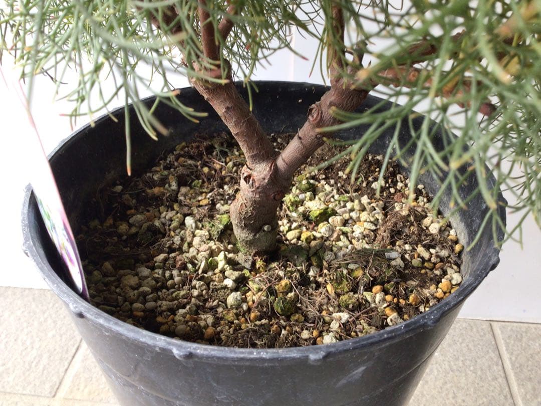 ①幹が太くしっかり根が張ってる特選品‼︎ セルリア・ブラッシングブライト