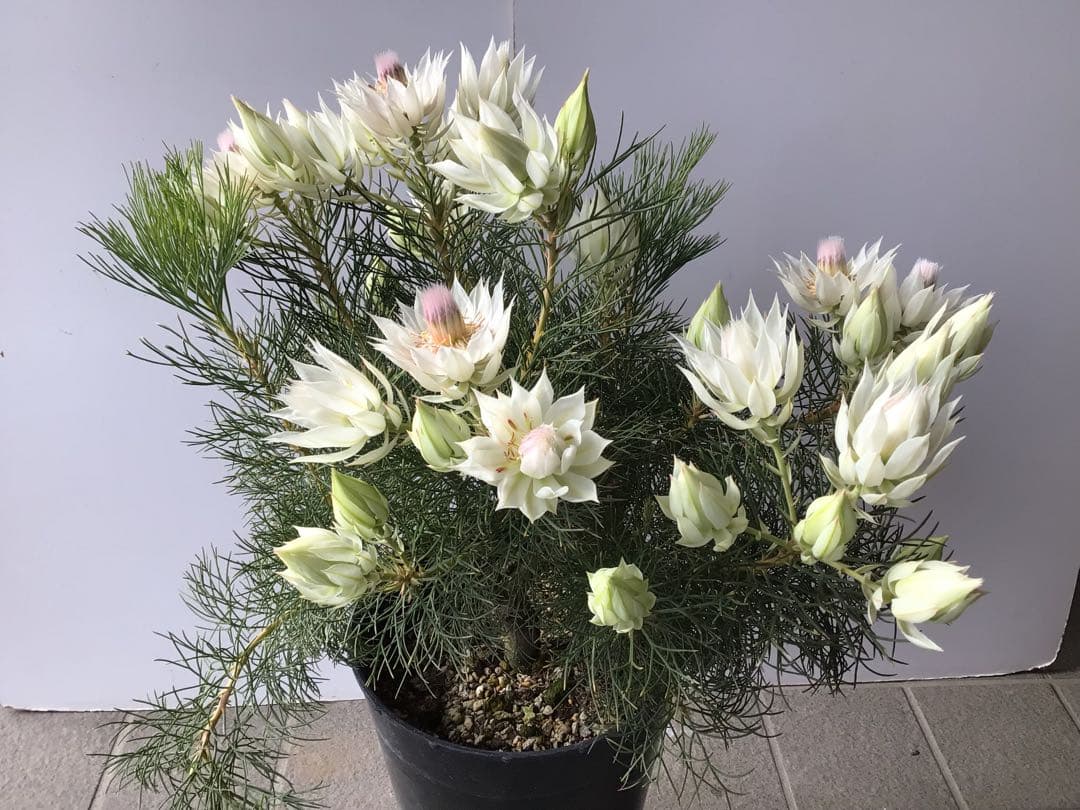 ①幹が太くしっかり根が張ってる特選品‼︎ セルリア・ブラッシングブライト