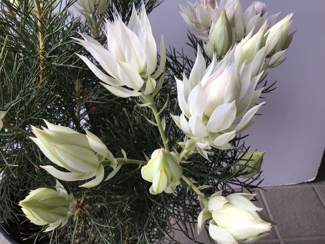 ①幹が太くしっかり根が張ってる特選品‼︎ セルリア・ブラッシングブライト