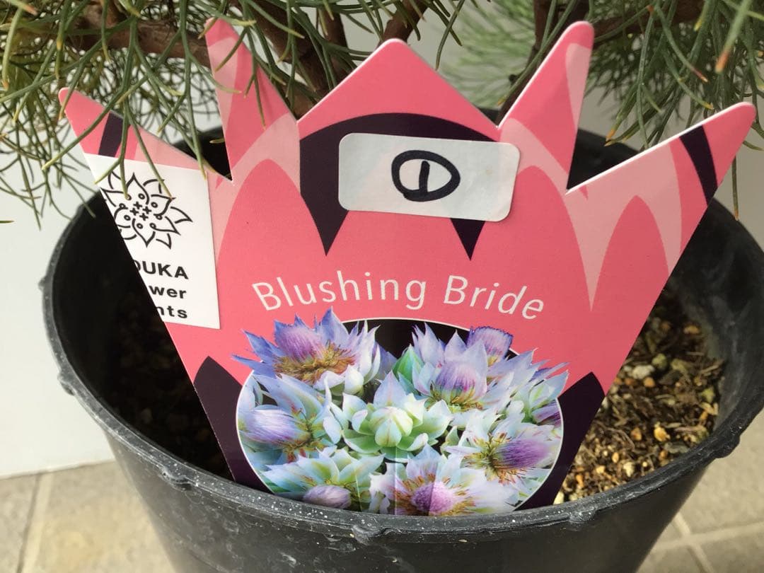 ①幹が太くしっかり根が張ってる特選品‼︎ セルリア・ブラッシングブライト