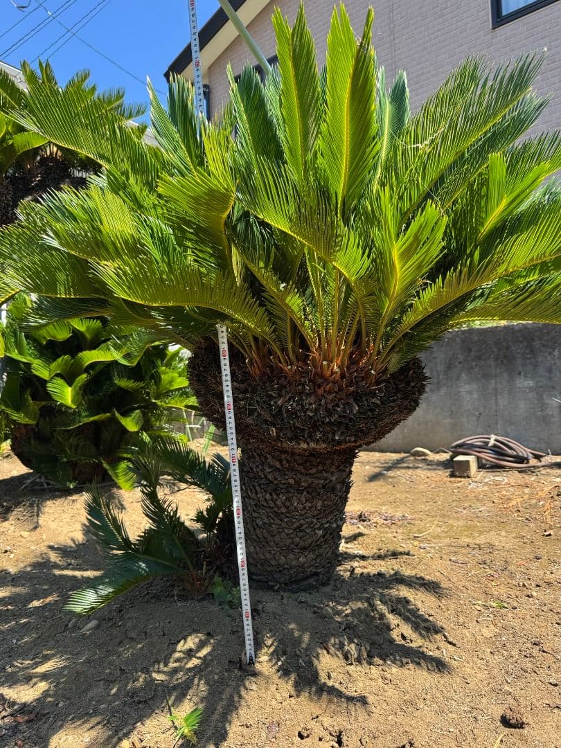 獅子ソテツ 蘇鉄