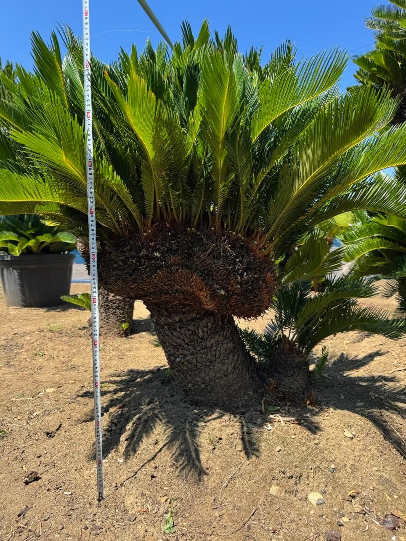 獅子ソテツ 蘇鉄