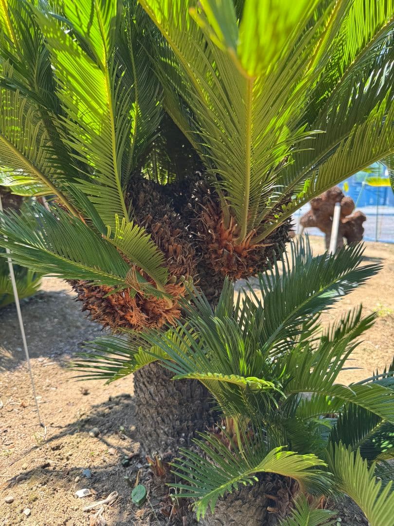 獅子ソテツ 蘇鉄