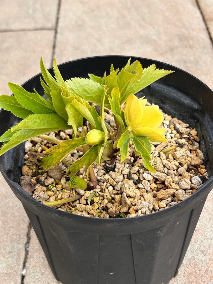 メロンゴールド系フレグランスクリスマスローズ