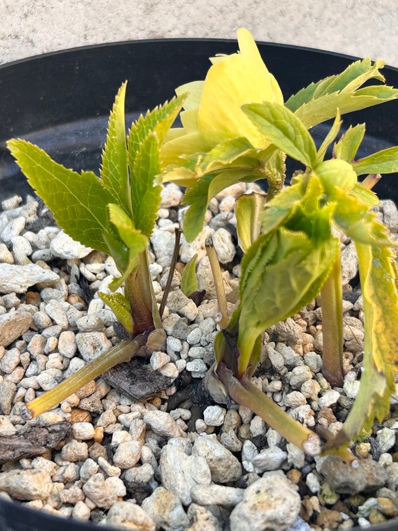 メロンゴールド系フレグランスクリスマスローズ