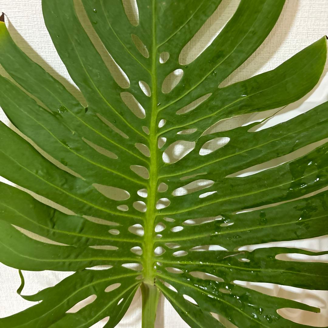 モンステラ　デリシオーサ　マクロコズム ( Macrocosm )