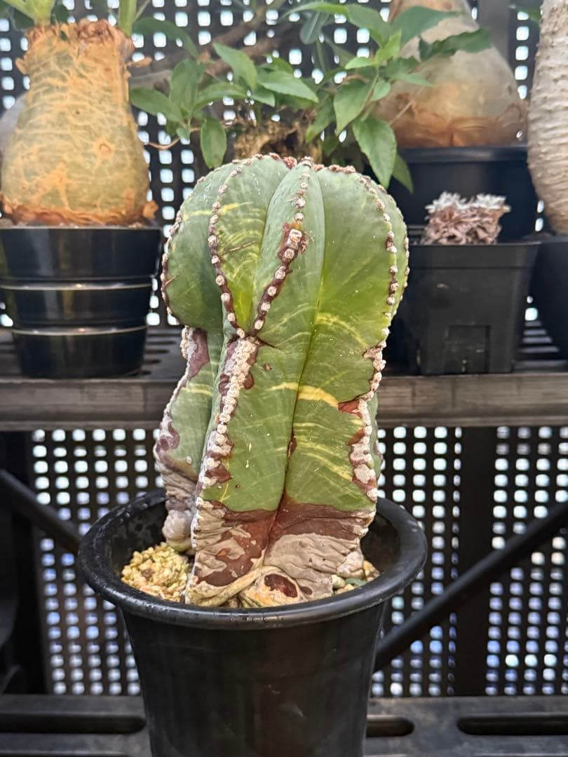 アストロフィツム　ランポー玉　斑入り　超大株