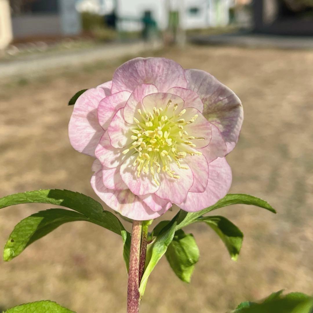 ヒ*イ様 ☘️蕾付き☘️3317⭐️小輪⭐️ペールピンクぼかし⭐️クリア美人⭐️