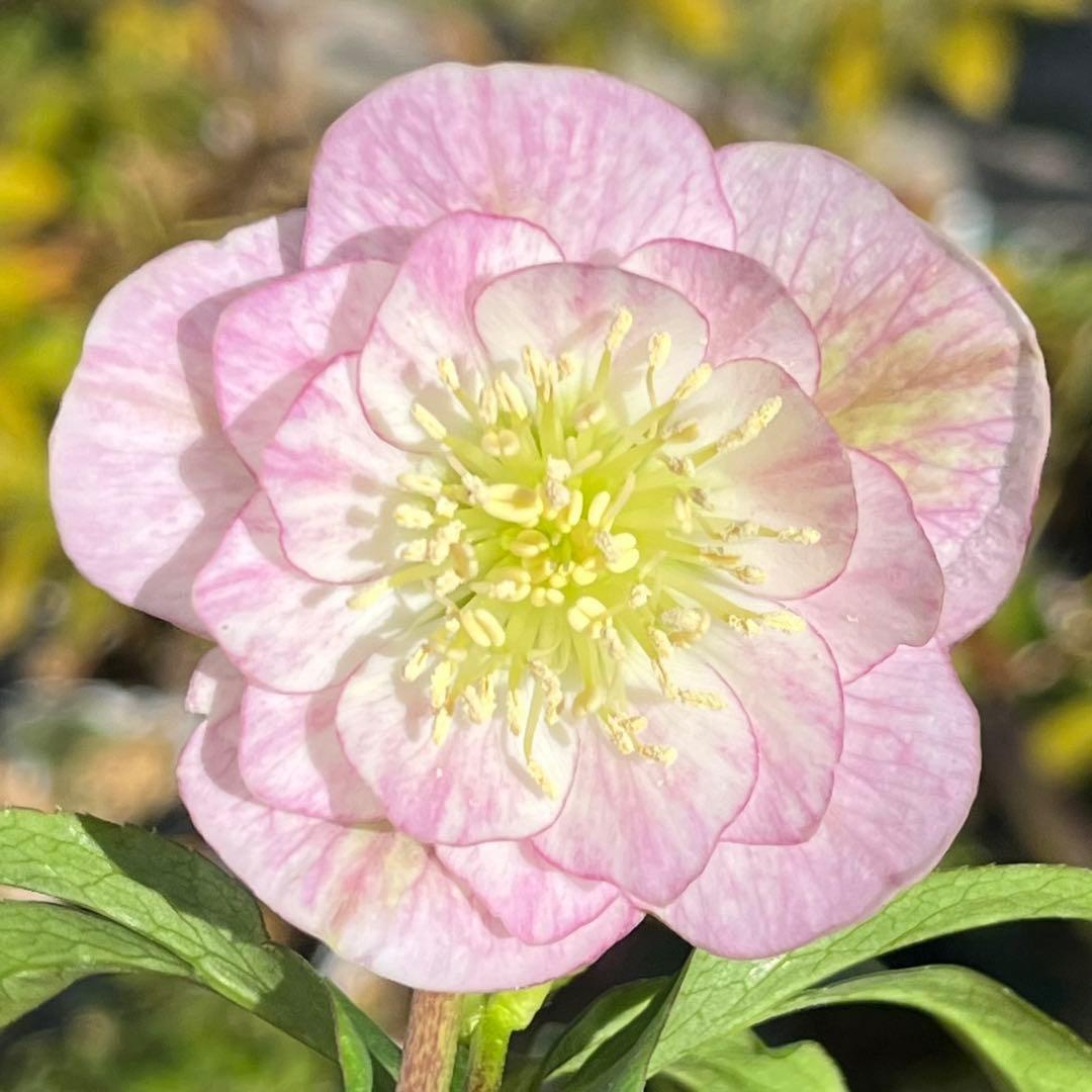 ヒ*イ様 ☘️蕾付き☘️3317⭐️小輪⭐️ペールピンクぼかし⭐️クリア美人⭐️