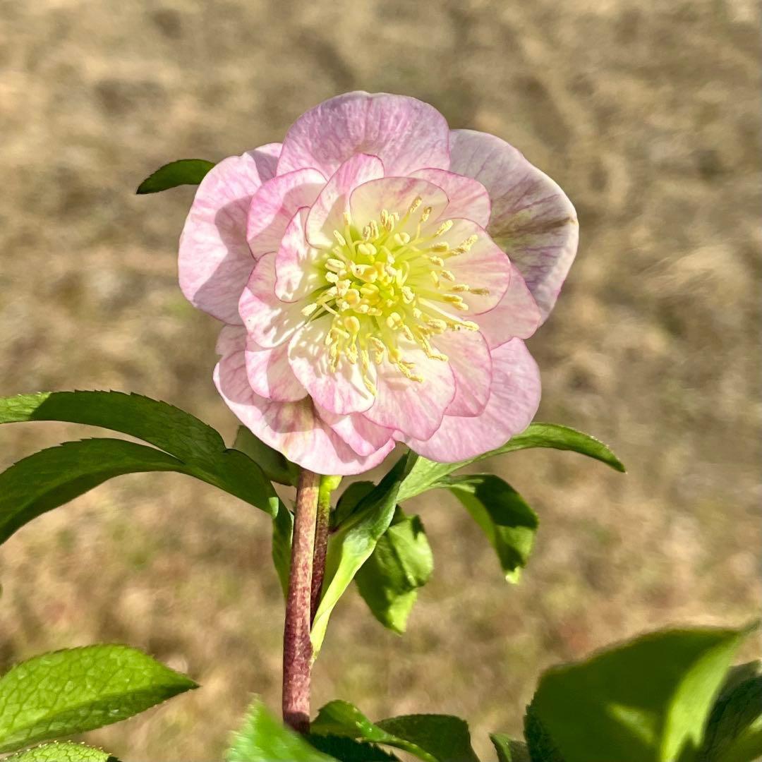 ヒ*イ様 ☘️蕾付き☘️3317⭐️小輪⭐️ペールピンクぼかし⭐️クリア美人⭐️