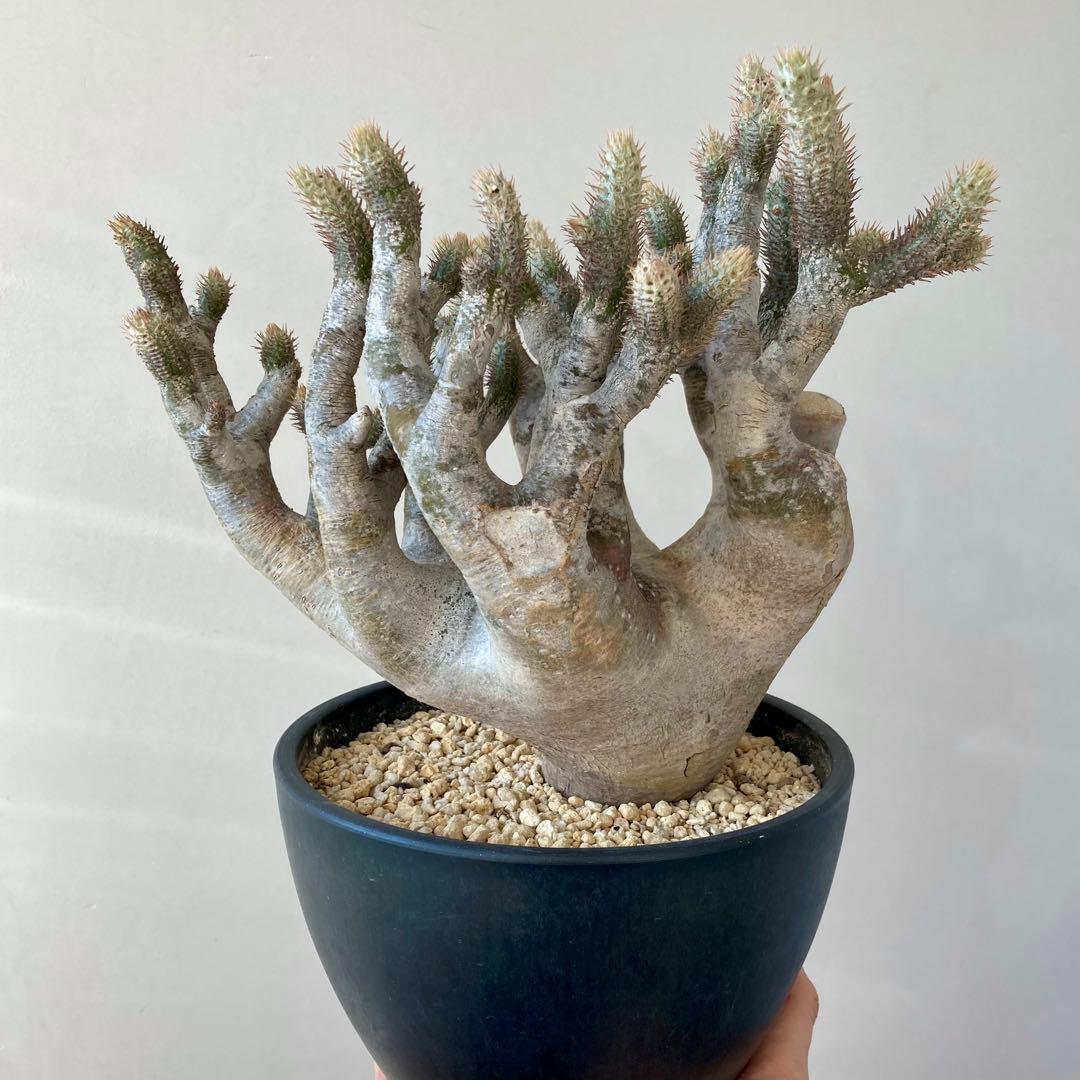 パキポディウム イノピナツム【希少・優良大株】※メルカリ便発送